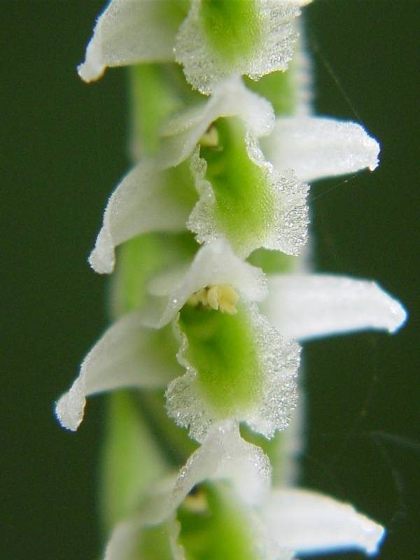 Lorchidea dellautunno: la Spiranthes spiralis a Ostia